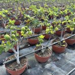 Figovník obyčajný (Ficus carica) ´BROWN TURKEY´ - výška: 30-40 cm, kont. C2,6L (-20°C) - BONSAJ (DECO MISA)